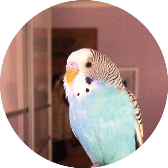 Picture of Coco