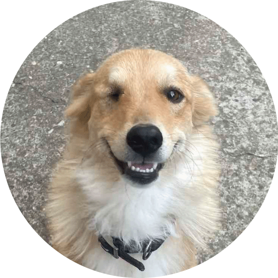 Picture of Poppy